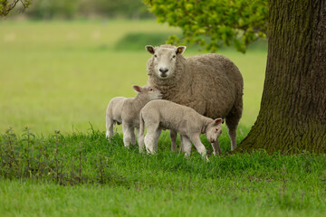Wall Mural - sheep and lambs, a mother sheep and her two twin lambs in springtime. a tender moment between mum an