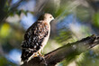 Red-shouldered Hawk in a California forest