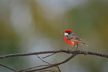 Wall Mural - crimson chat epthianura tricolor is small bird found in australia, also caslled tricoloured chat, sa