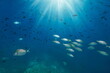 Fish shoal with sunlight underwater in the blue water of the Mediterranean sea (seabream and damselfish), Spain, Catalonia, Cap de Creus