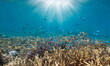 Coral reef with fish and sunlight underwater in the south Pacific ocean, New Caledonia