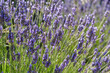 lavender field on a sunny day
