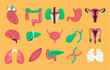 Human internal organs doodle line art style isolated set. Vector graphic design element illustration