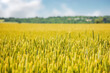 wheat field in slovakia. rural landscape in early summer