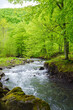 stream in the woods among stones. outdoor nature scenery in spring. ecology and fresh water concept
