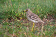 Eurasian stone-curlew Eurasian thick-knee, Burhinus oedicnemus. The bird is wet after the rain