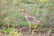 Eurasian stone-curlew Eurasian thick-knee, Burhinus oedicnemus. A bird hides in the grass on the field