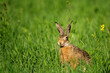 Lepus. Wild European Hare, Lepus Europaeus, Close-Up On Green Background. Wild Brown Hare With Yellow Eyes