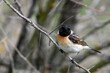 European stonechat - Saxicola rubicola male perched with colorful background.