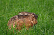 Lepus. Wild European Hare, Lepus Europaeus, Close-Up On Green Background. Wild Brown Hare