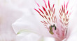 A close up of a flower with a pink and white center. The flower is in full bloom and has a very delicate appearance