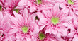A bunch of pink flowers with green leaves. The flowers are arranged in a way that they look like they are in a bouquet. Scene is cheerful and bright