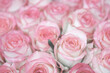 A close up of pink roses with a soft, romantic feel. The roses are arranged in a way that creates a sense of depth and texture, with some roses overlapping each other and others standing out