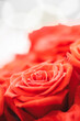 A close up of a red rose with a white background. The rose is the main focus of the image, and it is the most vibrant and beautiful part of the scene