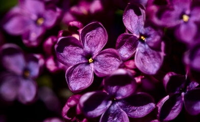 Wall Mural - Macro shot bright violet lilac flowers. Abstract romantic floral background.