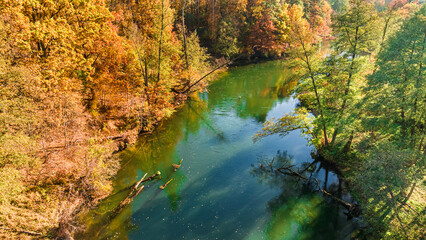 Wall Mural - River Brda and forest in autumn at sunrise, Poland.