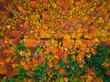 Top down view of colorful forest in autumn.