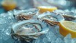 Oysters on Ice With Lemon Slices and Water Droplets