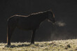 Pferd in kühler Morgenidylle