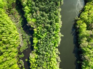 Wall Mural - Top down view of river and swamps at spring.