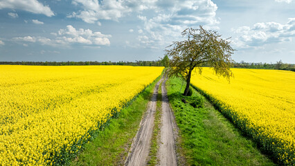 Wall Mural - Rape flowers and country road with trees in countryside.