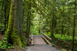 Hiking trail bridge through Bridal Veil Falls Provincial Park. The landscape encompassing the park is characterized by low elevation valleys and lush, rounded mountains and a rain forest environment. 