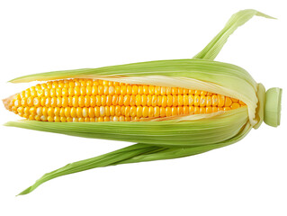 A Single Ear of Corn with a Transparent Background PNG