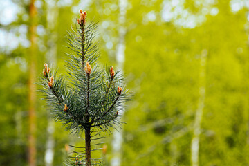 young growth of pine trees in spring is an ecologically clean forest