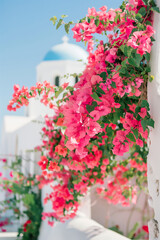 Wall Mural - Bright pink bougainvillea flowers on the facade of a Mediterranean style building.