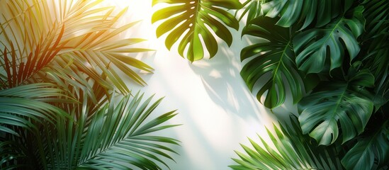 Wall Mural - palm leaves isolated as background, white background