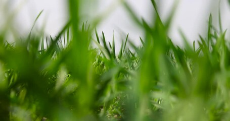 Wall Mural - young green wheat grass close-up, wheat growing field in spring