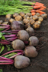 Wall Mural - Bunch of organic beetroot and carrot, freshly harvested potato on soil in garden close up. Autumn harvest of vegetables, farming