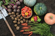 Vegetables background texture in garden. Harvest of fresh raw carrot, beetroot, potato, tomato, pepper and pumpkin on soil, ground with shovel top view