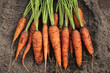 Carrot. Bunch of organic dirty carrots harvest in garden on ground soil in sunlight