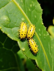 Sticker - yellow spotted caterpillars on green leaf