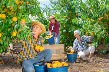 Wall Mural - Portrait of confident farmer working in summer orchard, picking fresh ripe peaches. Harvest time..