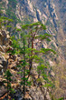 Pine tree and rock cliff , Seoraksan National Park, South Korea