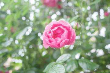 Poster - 神戸岡本のバラ園のピンクの薔薇の花。背景をぼかしてふんわりと