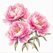 Watercolor pink peony flowers clip art, floral illustration 