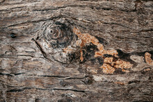 Natural Background Of Tree Bark Texture