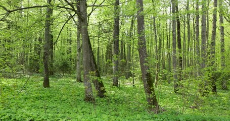 Wall Mural - forest in spring in cloudy weather, mixed forest with different types of trees