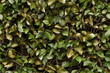 leafy bush camouflage background texture pattern seamless wallpaper
