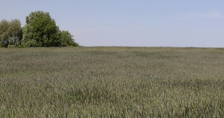 Wall Mural - green cereals growing in the field before harvest, cultivation of natural eco-friendly food