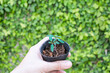 Hand hold planting pot for sustainable garden.