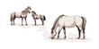 A sketch of horses grazing in a meadow, vector illustration