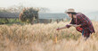 © Satori Studio - Farmer in a straw hat is inspecting the wheat field carefully during a warm sunset in the countryside.
