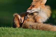 Fox Pup Playing With Mother At Los Legos Golf Course