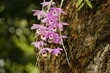 Close-up of Dendrobium parishii orchid