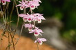 Close-up of Dendrobium parishii orchid