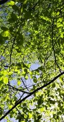 Wall Mural - new hornbeam foliage in spring on a sunny day, beautiful new green foliage in sunny